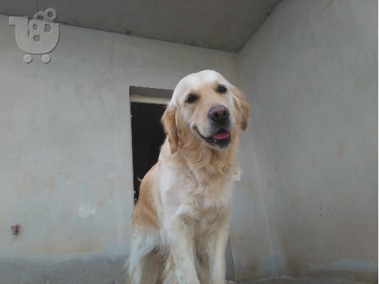 Κουτάβια Golden Retriever θα είναι διαθέσιμα